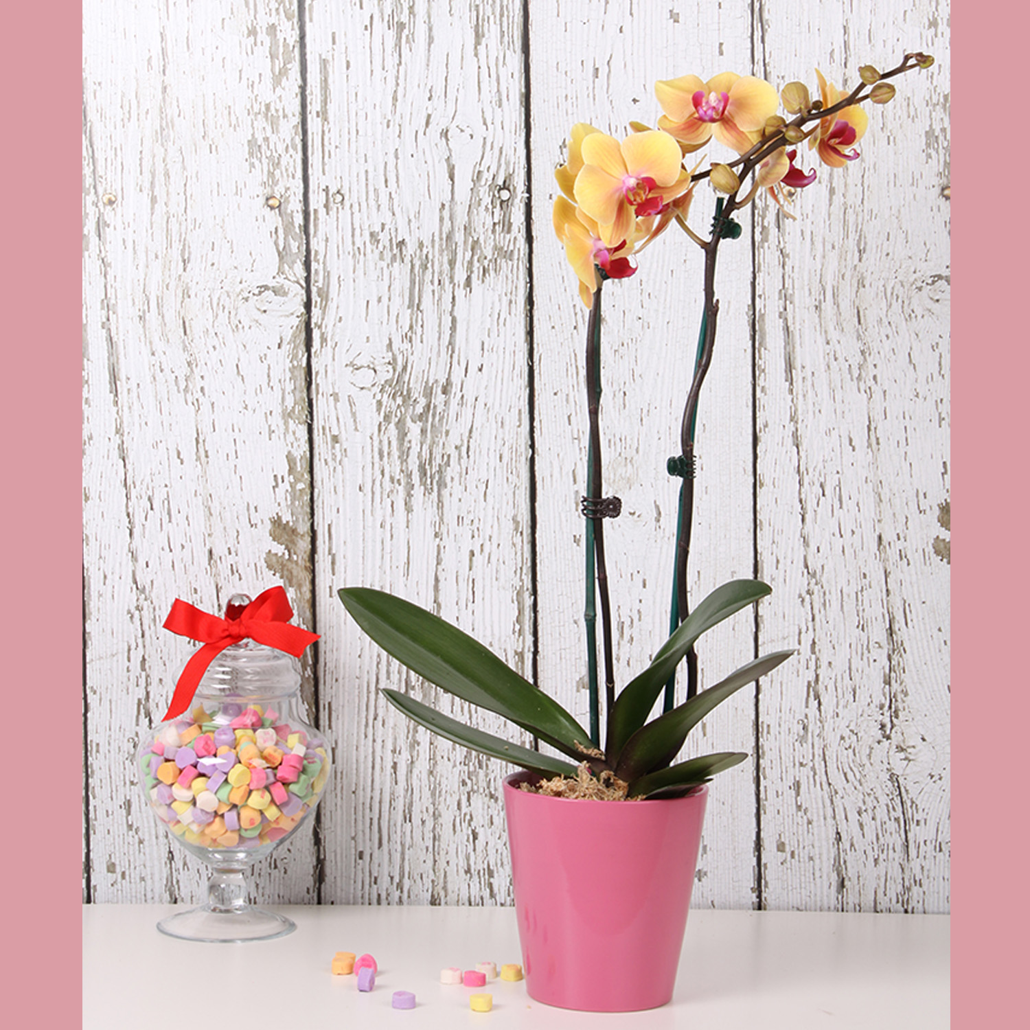 Three Perfect Plants That Say “I Love You” for Valentine’s Day from